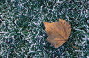 Frosty Leaf